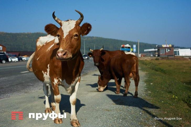    Фото: Пруфы