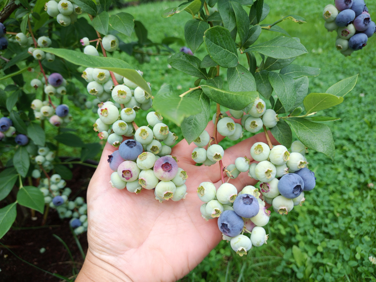 В статье использованы фото и видео автора из собственного сада в Подмосковье.