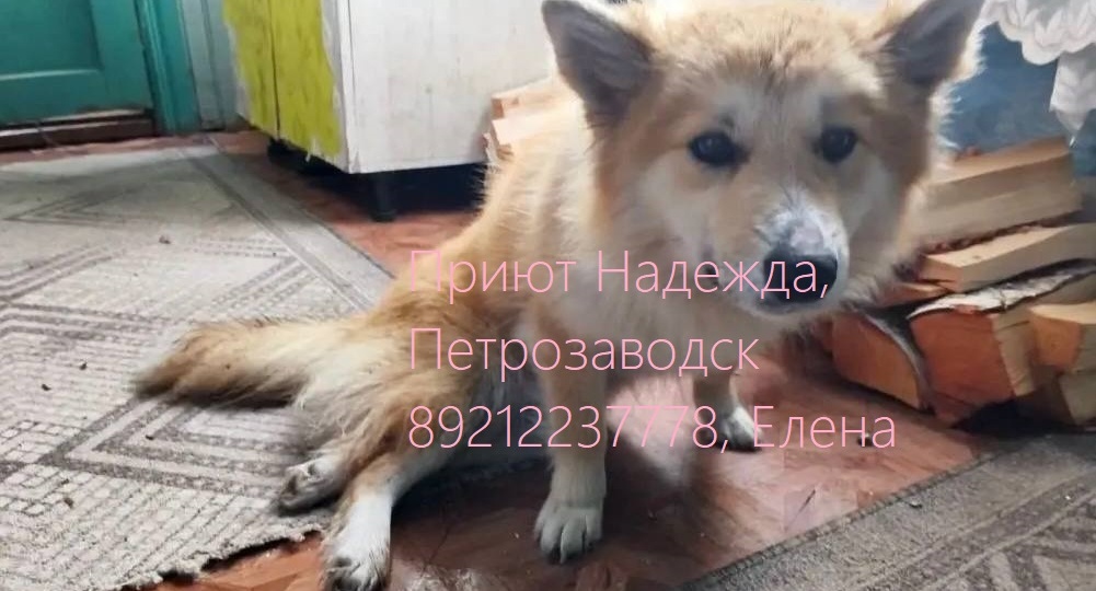 Чапу отправили в Санкт-Петербург