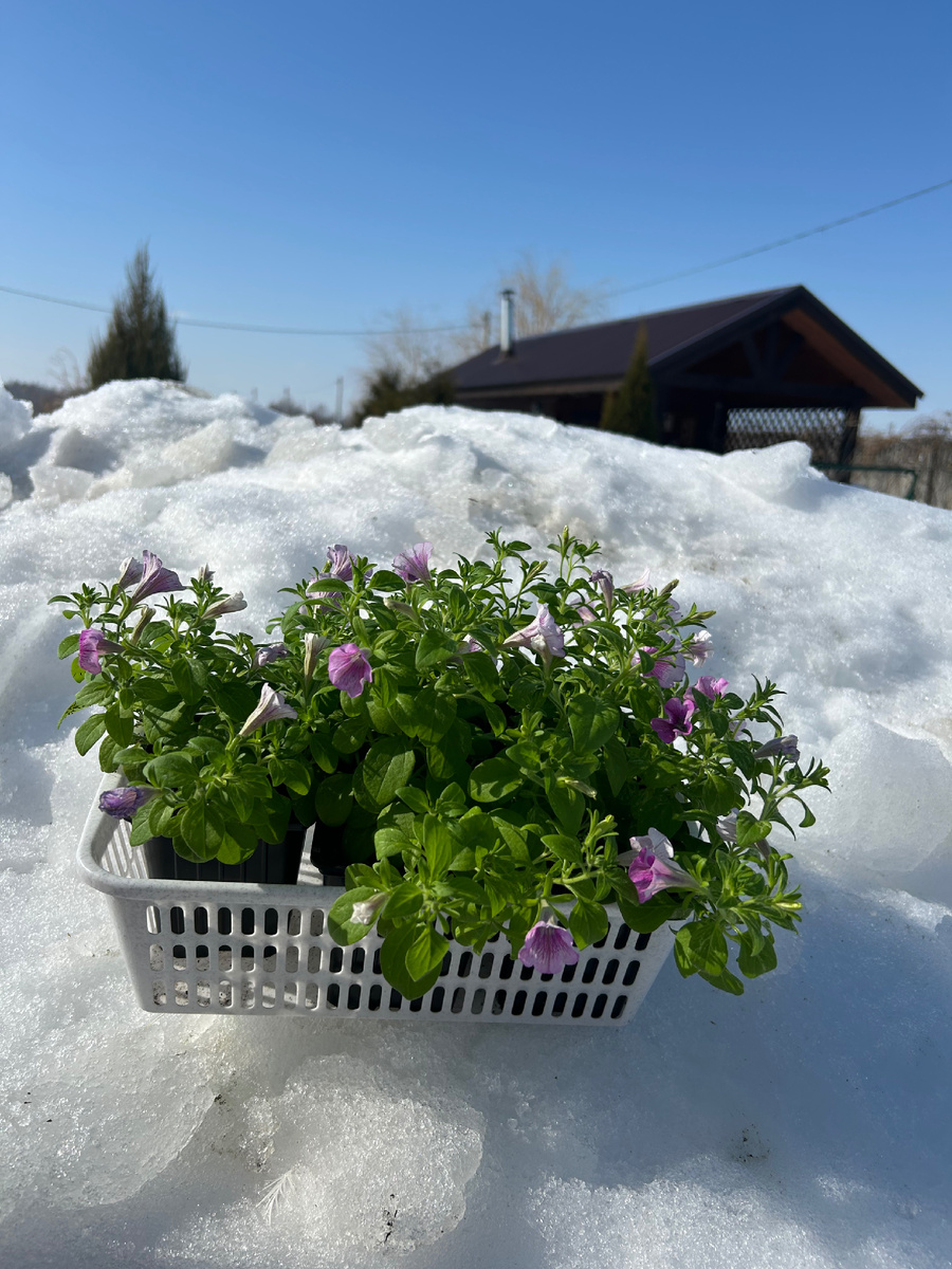 Назло зиме. Фото Мой второй сад. 