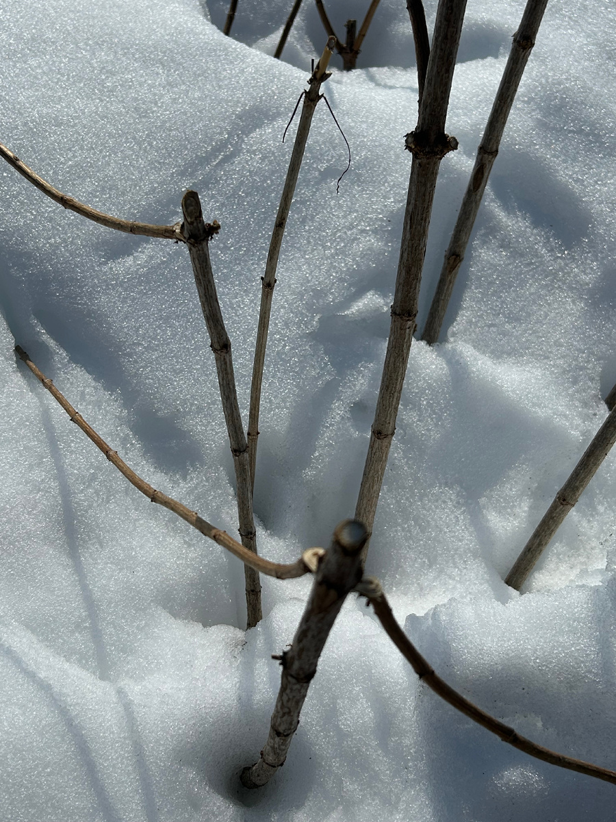 Разломы на гортензии. Фото Мой второй сад. 