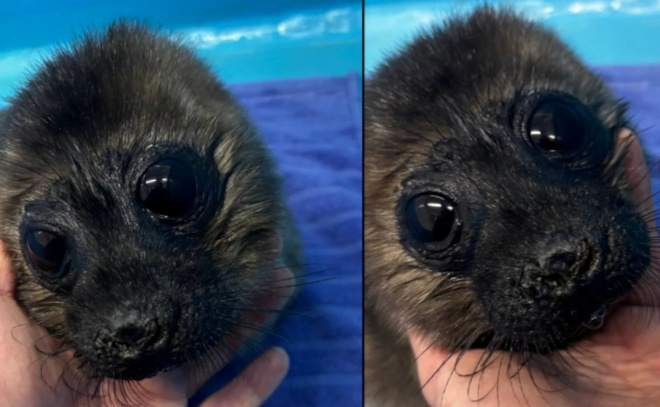    © max.ru/pitertop/AZ0SD_ujcbM