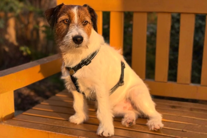 Весенняя прогулка с моим красавцем