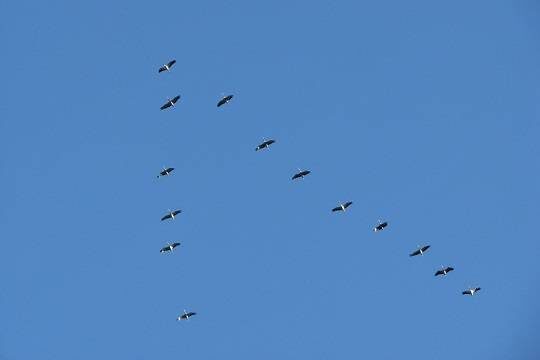    Стало известно об угрозе для российских птиц из-за конфликта на Ближнем Востоке (фото: pxhere.com)