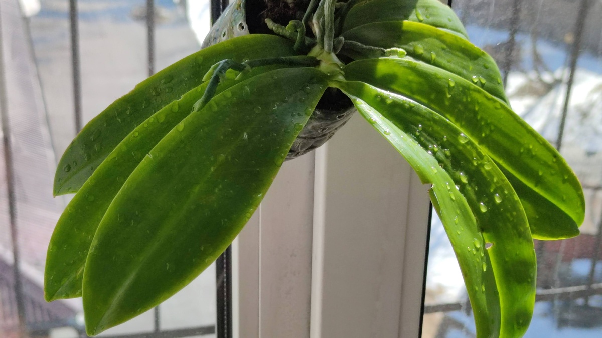 «Скандинавская раса».