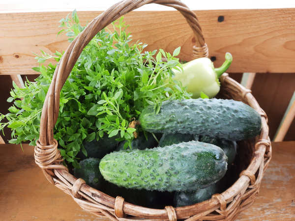 Маленький фокус с семенами огурцов