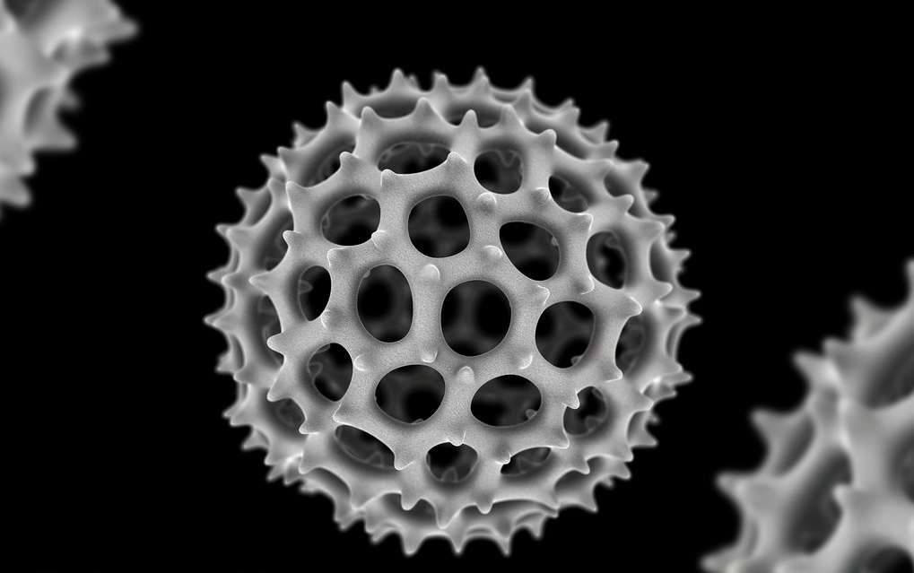 Радиолярия под микроскопом. Фото из открытых источников.