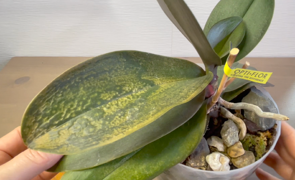 Отёк - каллапс на листе орхидеи фаленопсис. Орхидеи С Еленой Кузнецовой