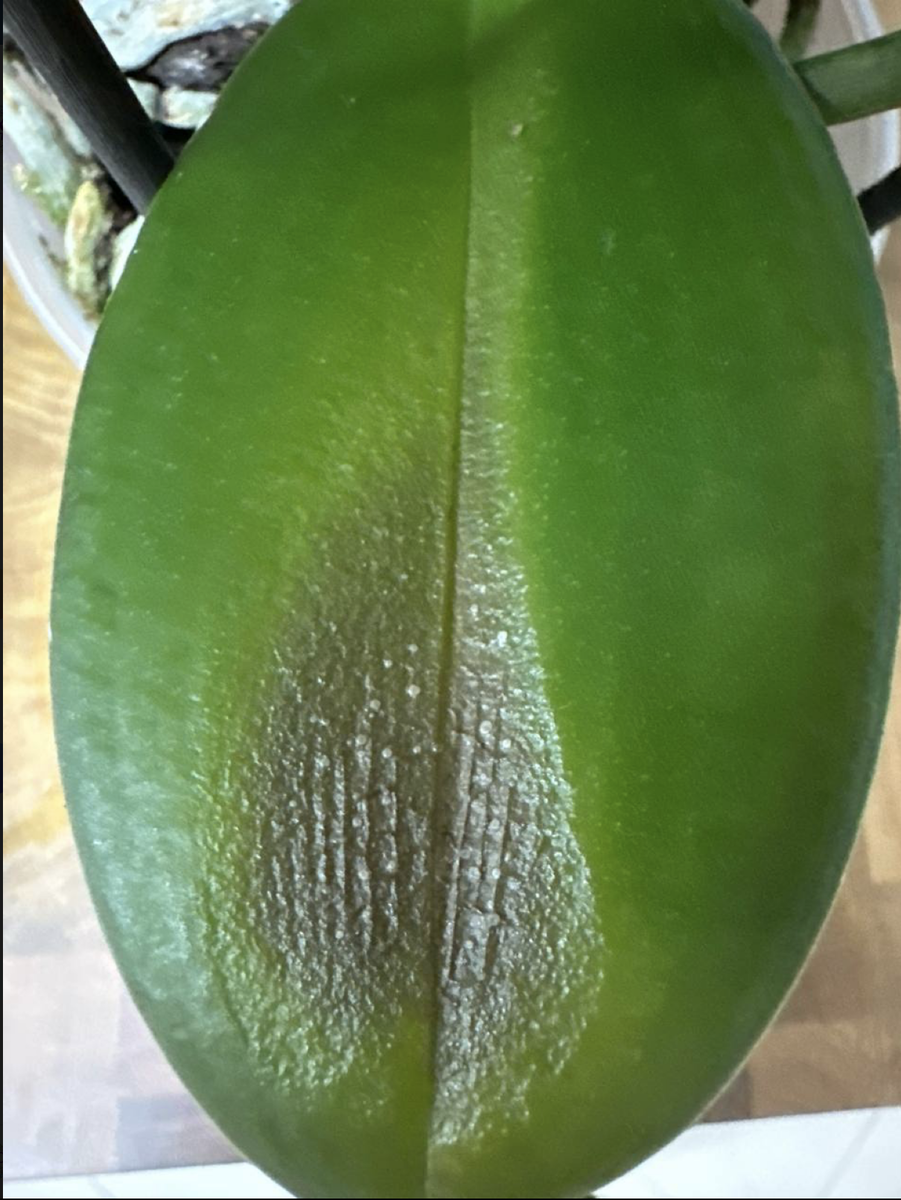 Отёк - эдема на листе орхидеи фаленопсис. Орхидеи С Еленой Кузнецовой