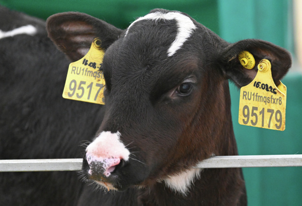 Фото: РИА Новости/Илья Наймушин