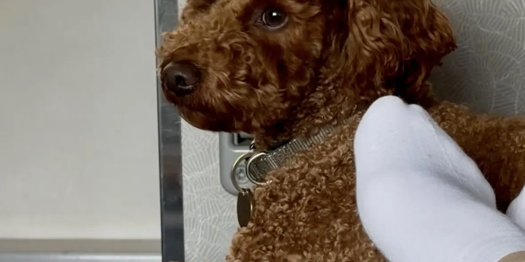 Пудель в поезде: к чему стоит быть готовым, кроме билета и переноски