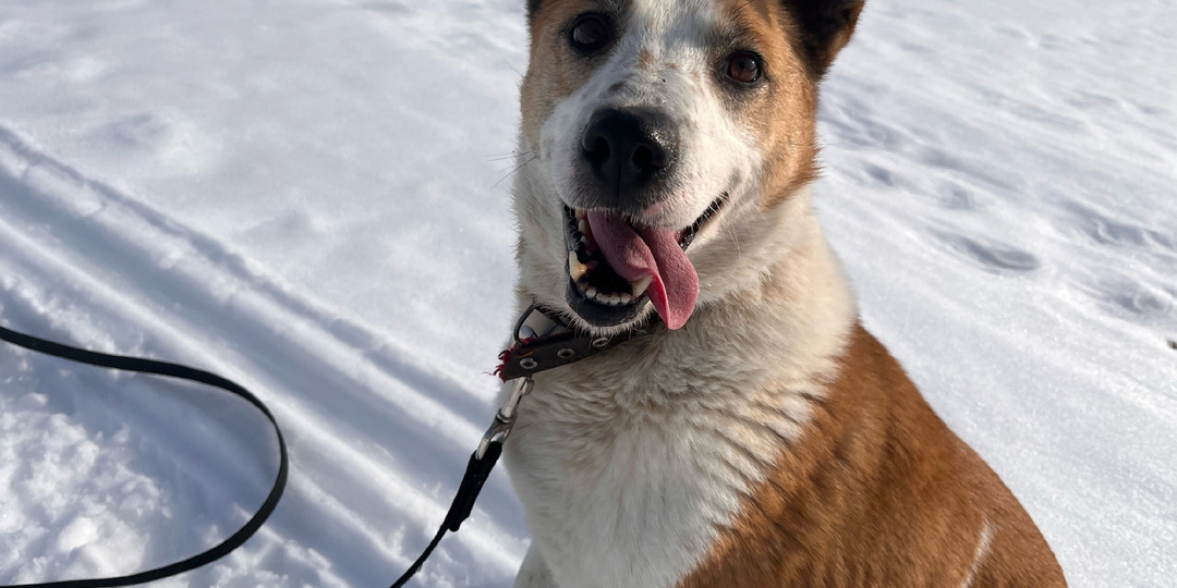 Мы это сделали! Сбор закрыт за один день