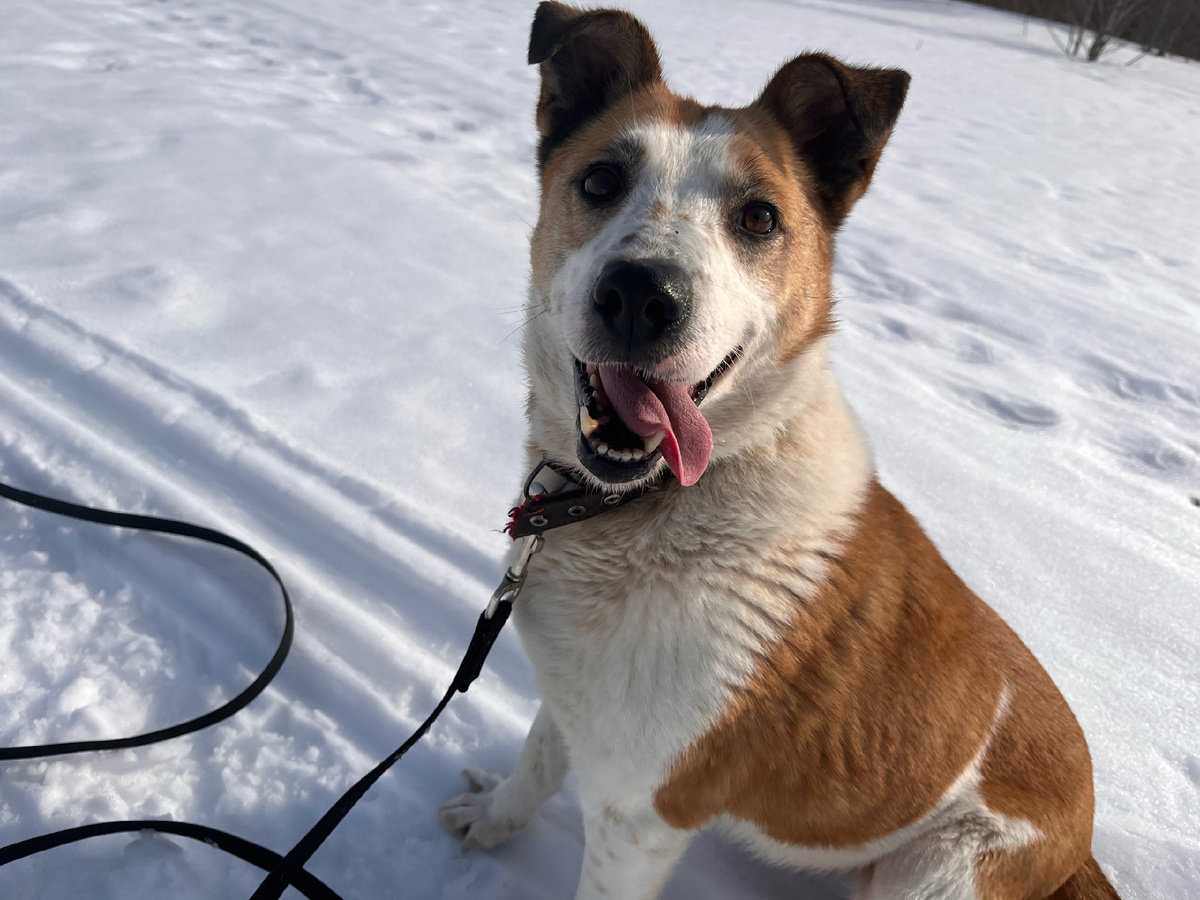 Мы радуемся вместе с Голди!