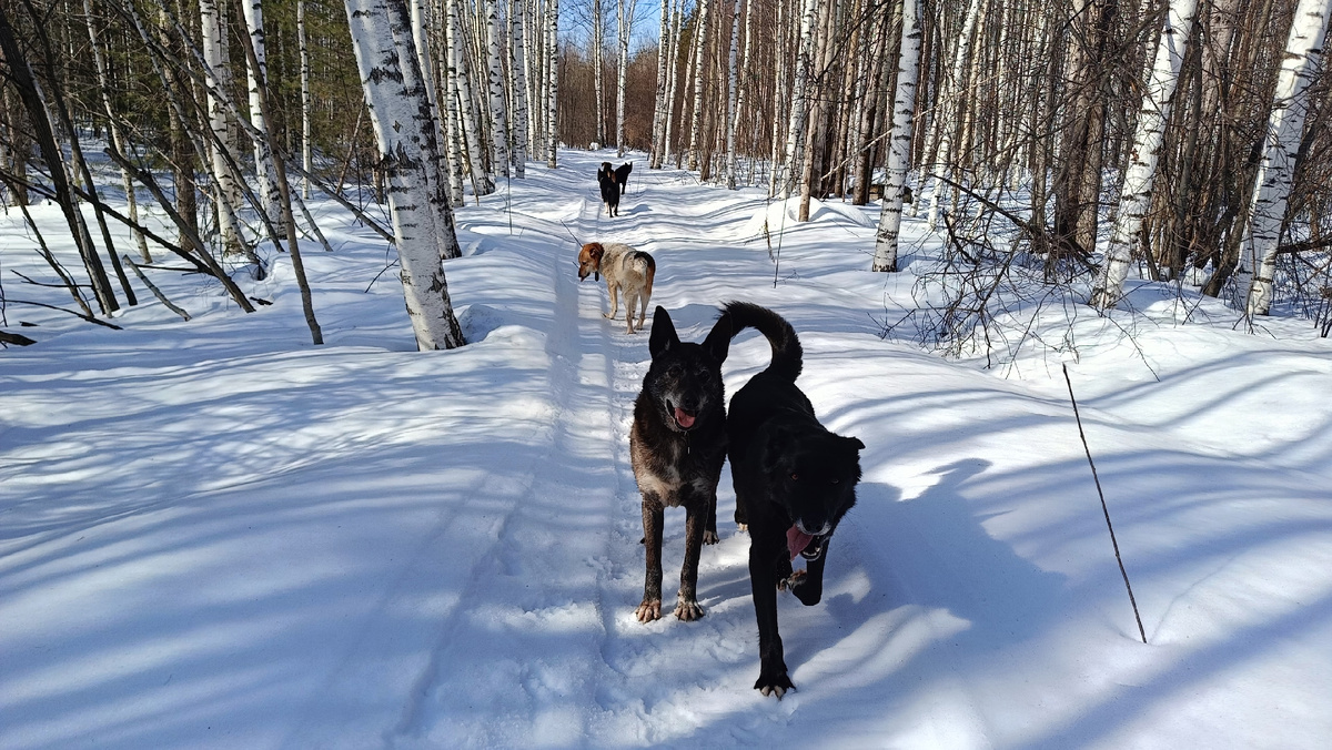 Весна идёт! Весне дорогу!