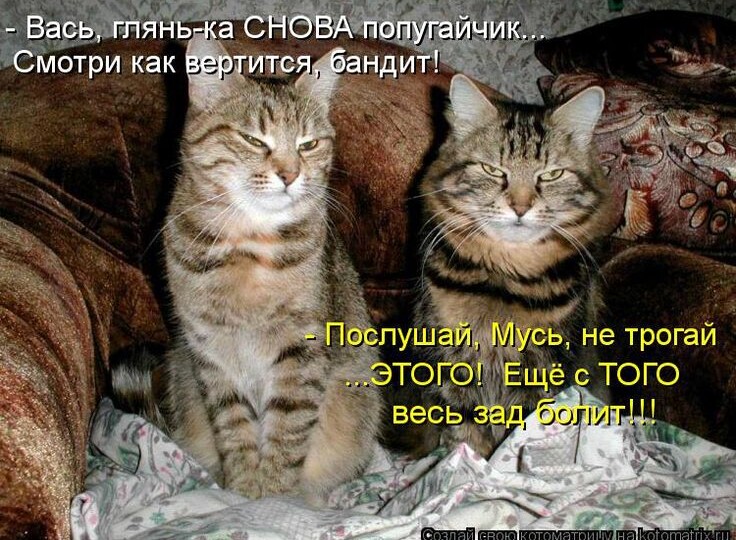 Юмор от пушистиков