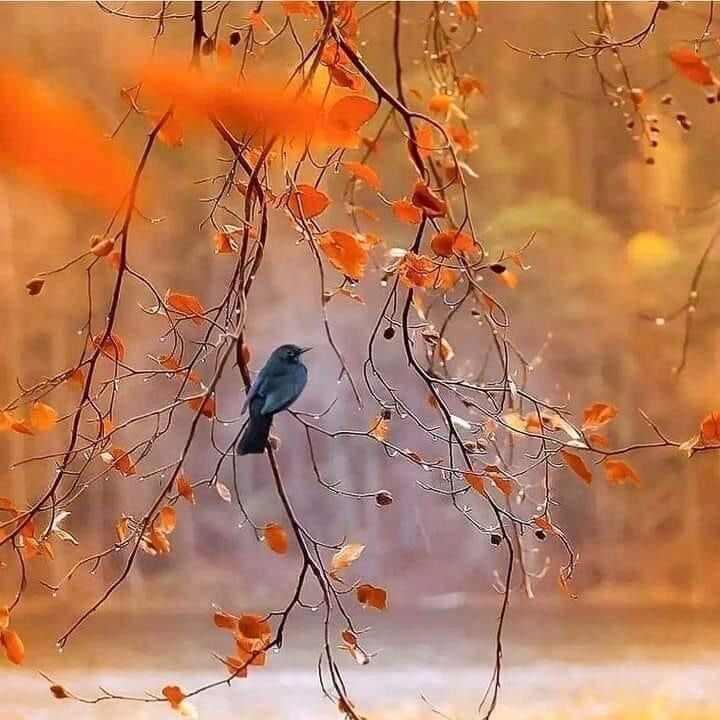 "Like a bird on a  Wire "...