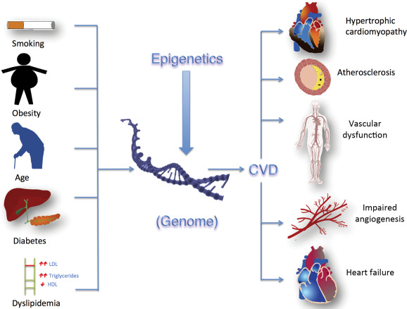 Факторы влияния на риски сердечно-сосудистых заболеваний, включая эпигенетику (источник: https://www.sciencedirect.com/science/chapter/edited-volume/abs/pii/B978012823928500030X)