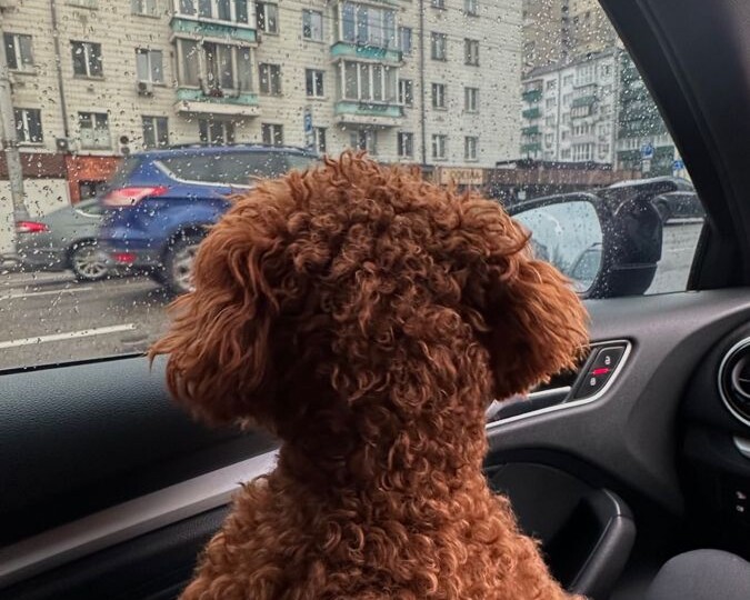 Пудель в машине: почему дорога с ним может стать лучшей частью поездки