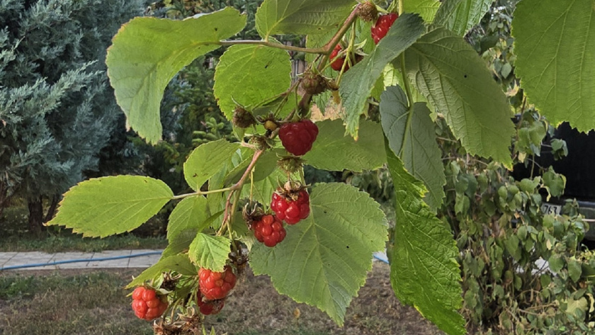    Фото Анастасии Дмитриевой