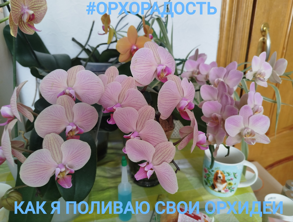 Как правильно поливать орхидеи фаленопсис