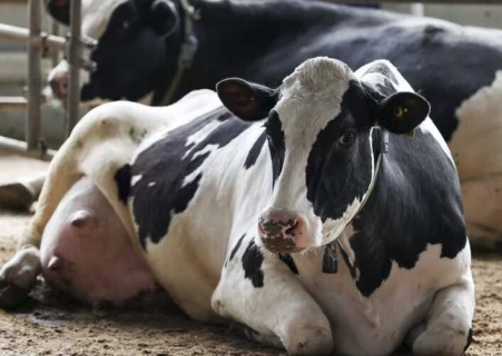    В Новосибирской области фермер облил себя бензином, защищая скот