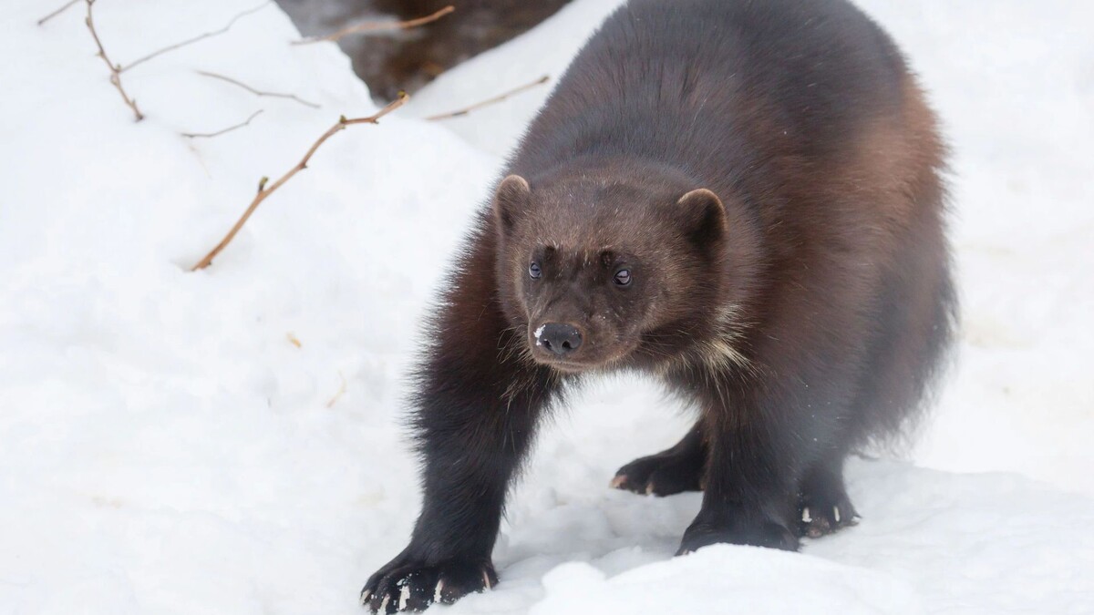    Фото: Galina Savina / Shutterstock / Fotodom