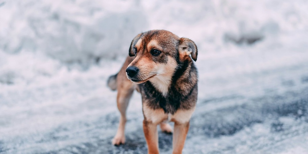 Не детская задача: проект якутского школьника о бездомных собаках заставил задуматься взрослых