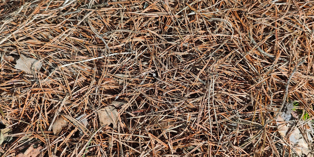 Отчет о нецветении