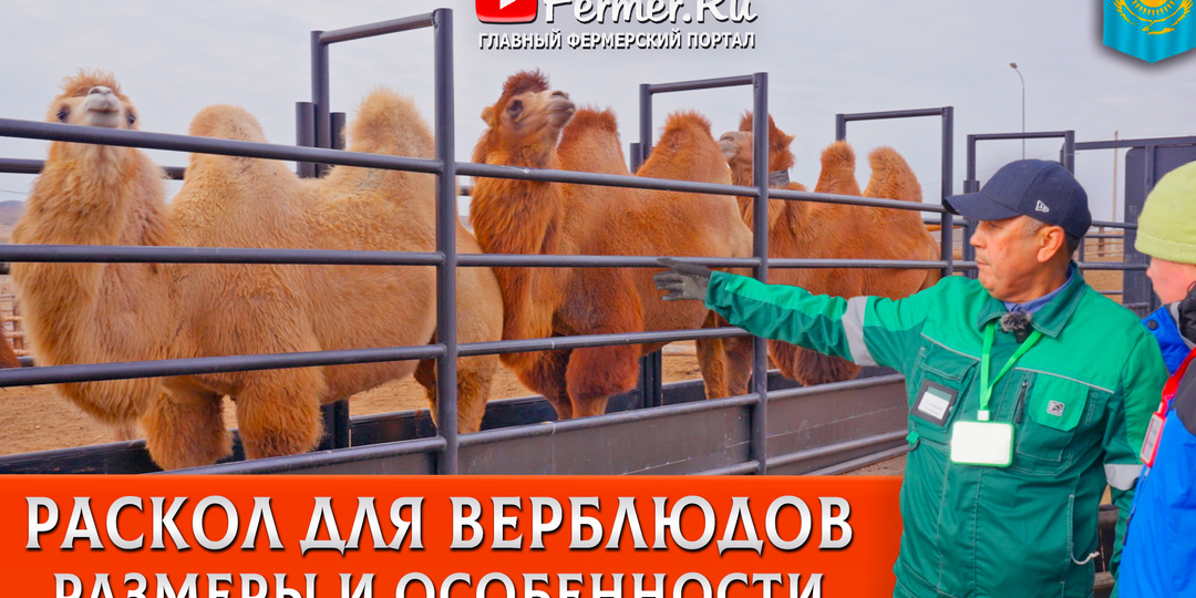 🐫Зачем нужен раскол для верблюдов? Устройство правильного раскола - безопасность людей и животных.
