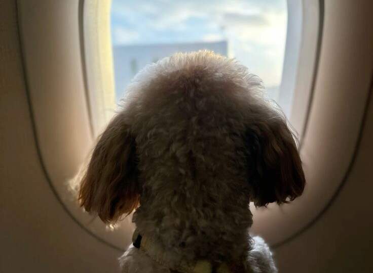 Пудель в самолёте: когда выбора нет, но очень хочется сделать полёт мягче