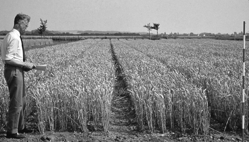 Как селекционеры спасли Европу от голода