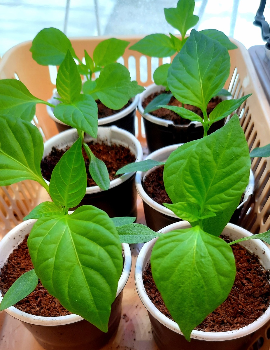 Фото автора. 22.03.26г.