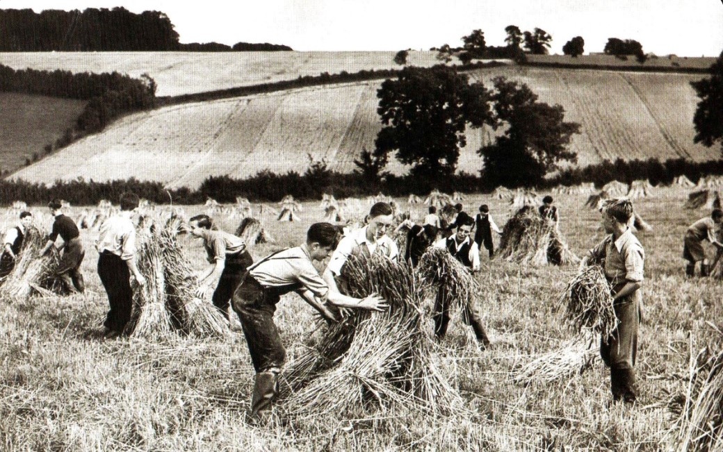 В 1870-е годы датские фермеры поняли, что нужно переходить от производства зерна к животноводству