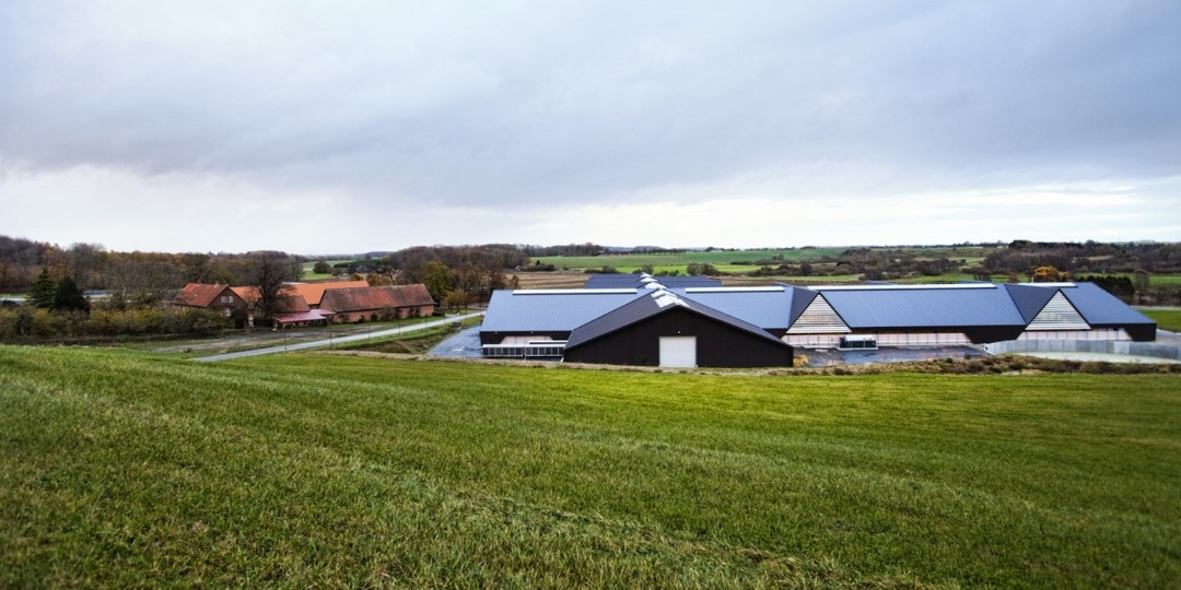 Империя без колоний: как Дания завоевала Европу маслом и беконом