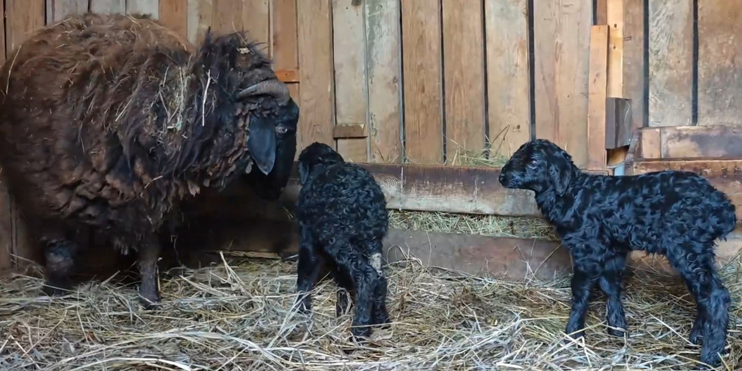 Два черненьких ягненка родились в барнаульском зоопарке