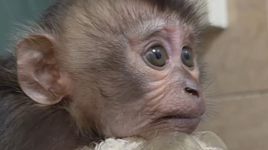    Фото: Telegram/Ленинградский зоопарк/lenzoopark; 5-tv.ru