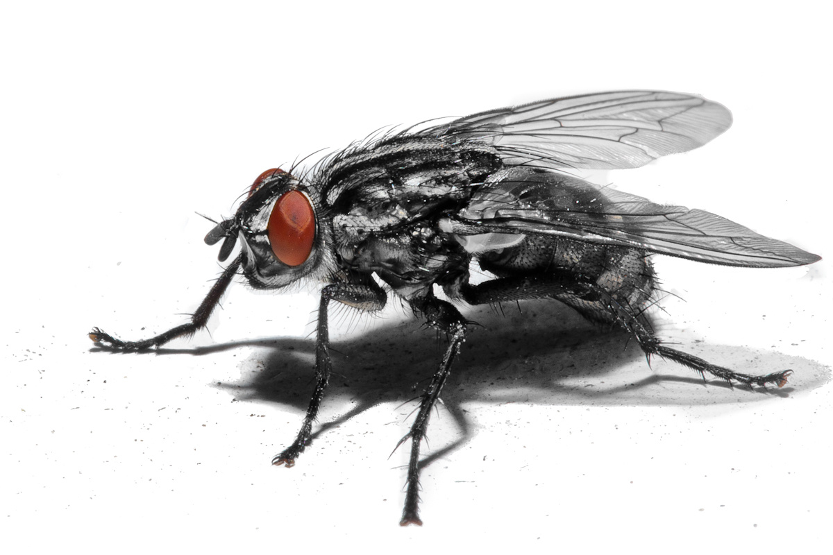 Фото с сайта: https://www.emaze.com/@AIRWIITO?_escaped_fragment_=