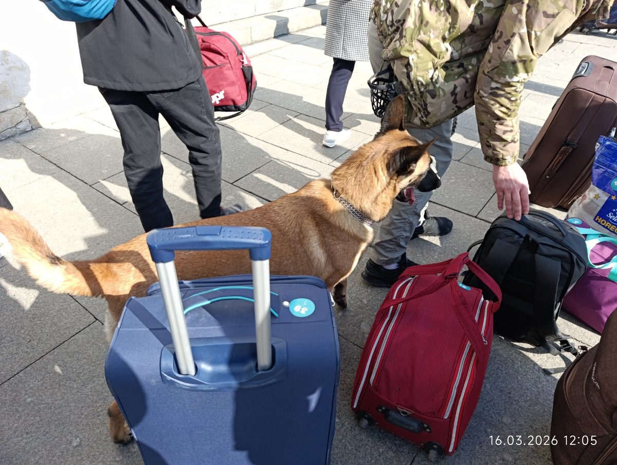 Собака проверяет багаж.