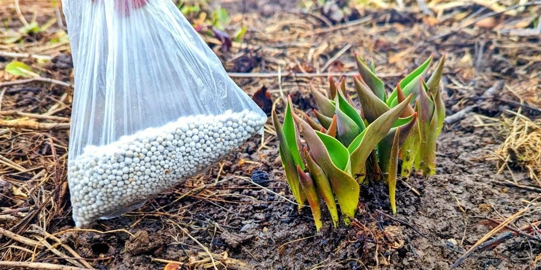 Как только покажутся тюльпаны из под земли весной подкормите их этим и уже через месяц на клумбе вспыхнут яркие красивые цветы!