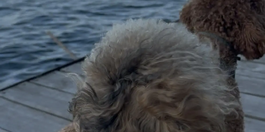 На озеро с пуделем: что важно предусмотреть заранее