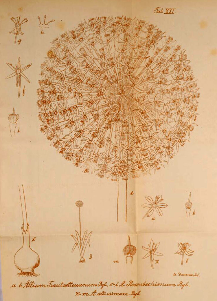 Рисунок Лука высочайшего в 8 томе «Трудов Императорского Санкт-Петербургского Ботанического сада» 1884.