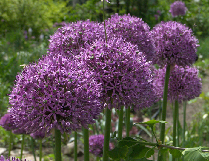 Лук высочайший (Allium altissimum Regel), «Персидский шалот».