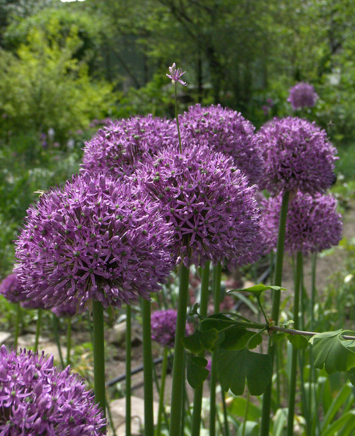 Лук высочайший в моем саду.