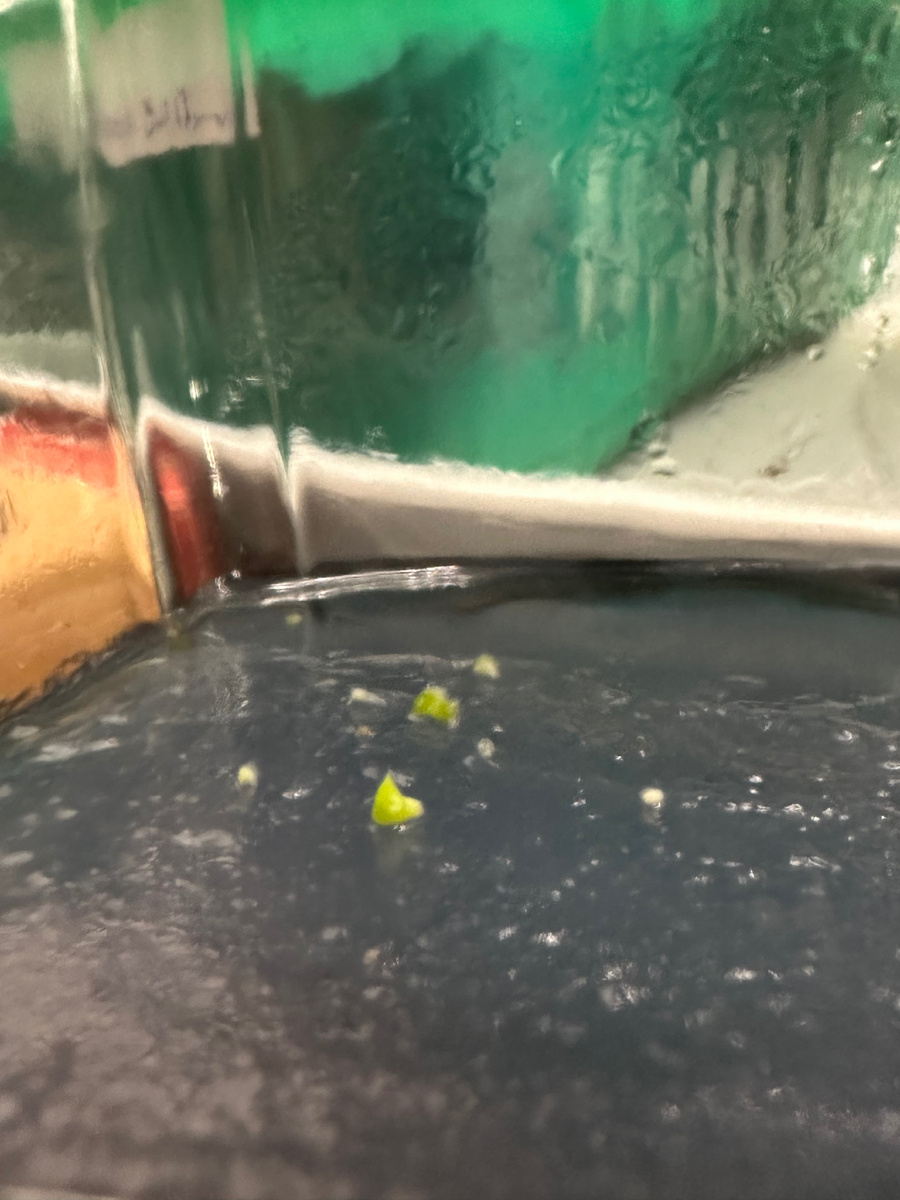 Протокормы