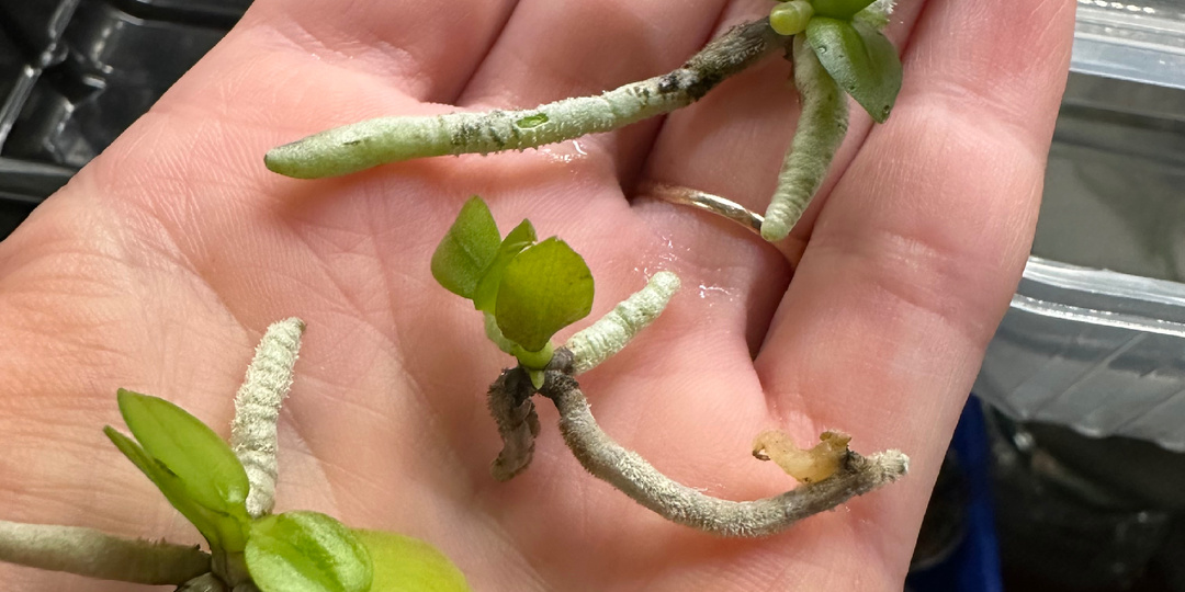 Орхидеи из самого первого посева 24 года