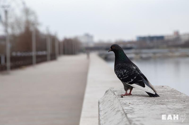    ЕАН. Голубь