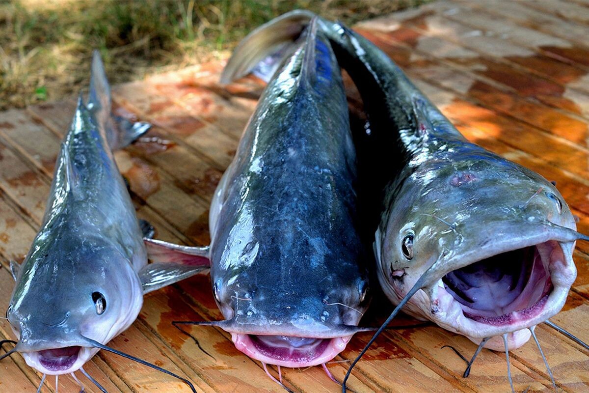 Фото с сайта: https://saigoneer.com/vietnam-news/11610-vietnam-might-sue-the-us-over-new-regulations-on-catfish-exports