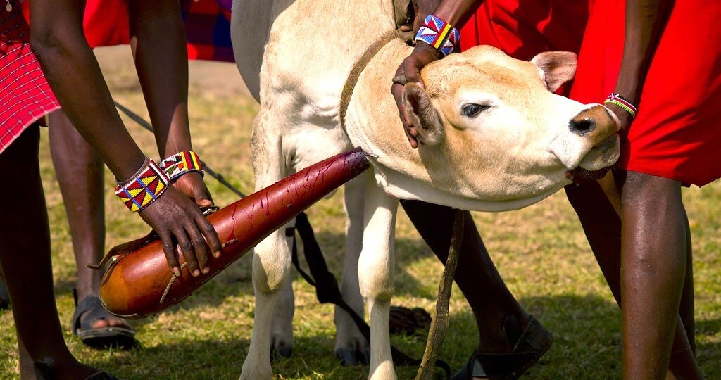 Почему масаи прыгают выше всех в своих танцах