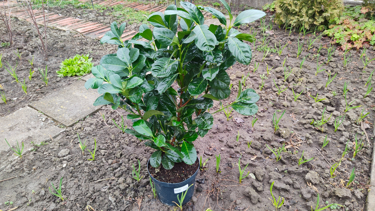 23.03.2026 г. Лавровишня обыкновенная Этна (Prunus laurocerasus "Etna")
