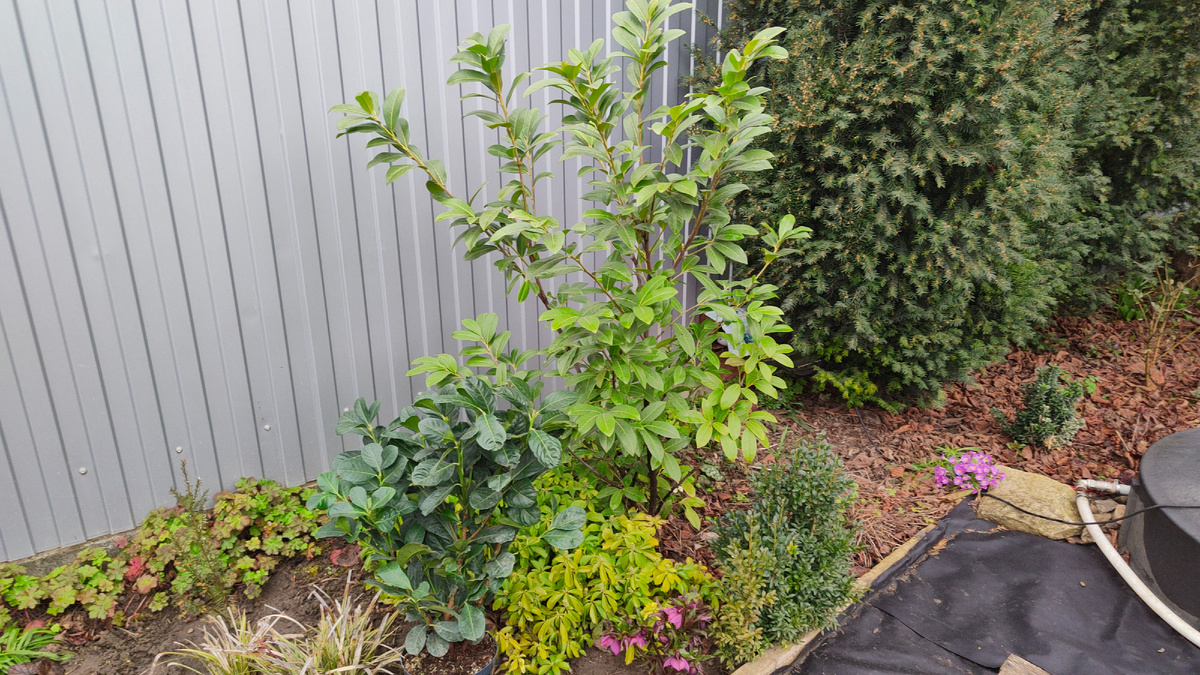 23.03.2026 г. Лавровишня Этна слева и моя лавровишня высокая и узкая сорта Новита.